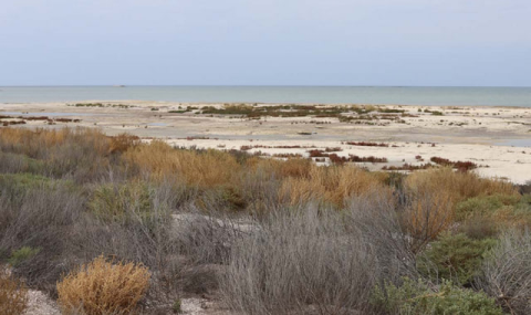 Исследователи из Туркменистана проводят работы на новых прибрежных землях Каспия