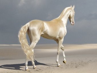  Ахалтекинский скакун — живая легенда Туркменистана