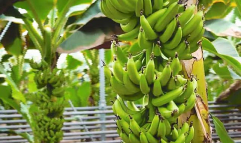 АО «Miwe» расширяет выпуск и поставки фруктовой продукции из Туркменистана