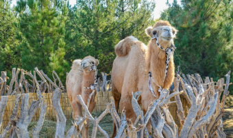 В Туркменистане сохраняют экологически безопасное сельское хозяйство