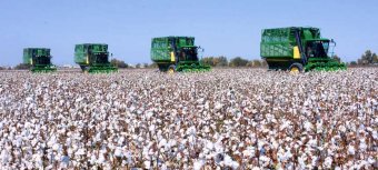 Аграрии Ахалского велаята перевыполнили план по хлопку почти в полтора раза 
