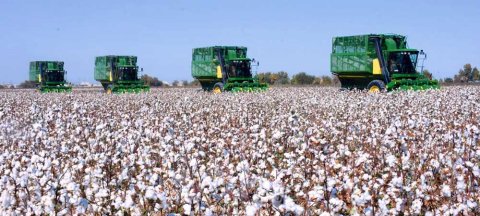 Аграрии Ахалского велаята перевыполнили план по хлопку почти в полтора раза 