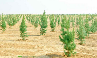 В Туркменистане пройдет всенародная акция по посадке деревьев