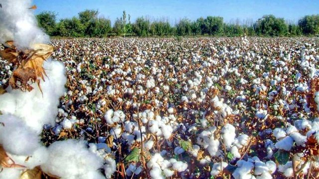 na-torgah-gtsbt-obshaya-summa-sdelok-sostavila-svyshe-7-millionov-763-tysyac-dollarov-ssha