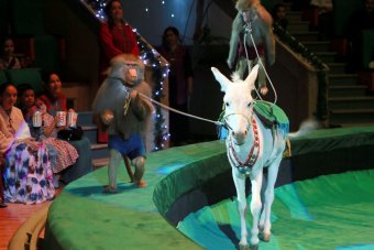 Цирковое шоу «Крылатые скакуны» подарило праздник детям Ашхабада