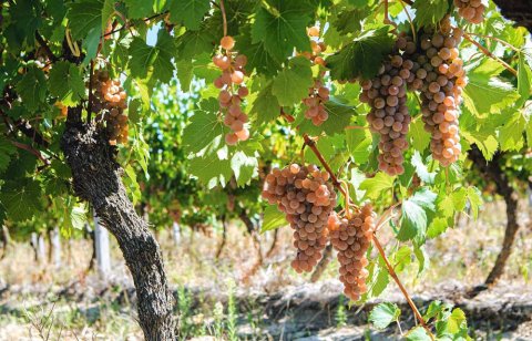 Семья Ораевых вносит вклад в изобилие Чарджевского этрапа Туркменистана ягодами