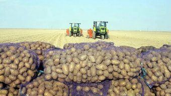 Предпринимательница из Мары демонстрирует успехи в сельском хозяйстве 