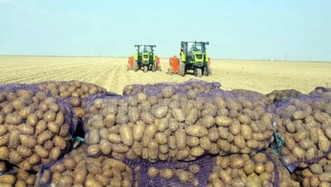 Предпринимательница из Мары демонстрирует успехи в сельском хозяйстве 