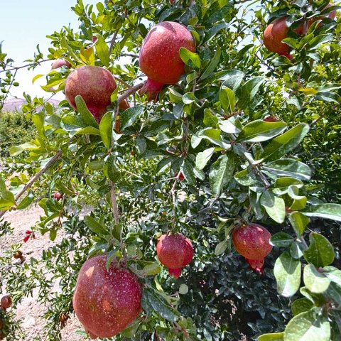 Балканский предприниматель успешно развивает садоводство в Туркменистане