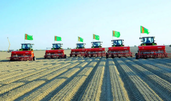 Всходы озимой пшеницы радуют хлеборобов Дашогузского велаята