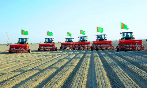 Всходы озимой пшеницы радуют хлеборобов Дашогузского велаята