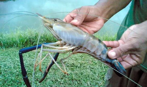 Туркменские хозяйства завершают разведение первой партии креветок Розенберга