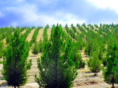 Лебапский велаят готов к масштабной весенней акции по озеленению страны