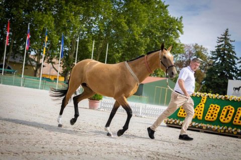 В венгерском городе Бабольна прошел чемпионат Европы и конноспортивное шоу ахалтекинских скакунов