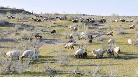 В Марыйском велаяте стартовал сезон окота