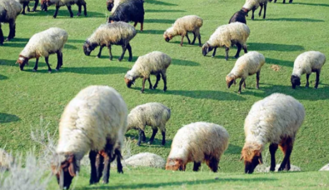  Туркменистан готовится к весенним посевам и улучшению экологической ситуации                 