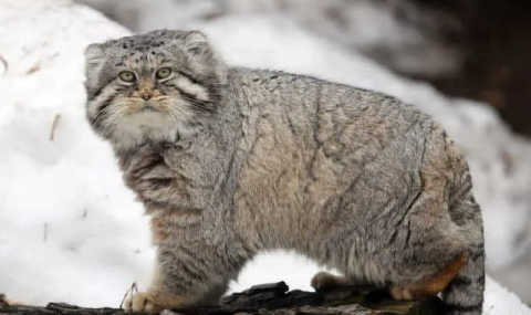 Учёные воодушевлены недавней встречей с манулом в Туркменистане