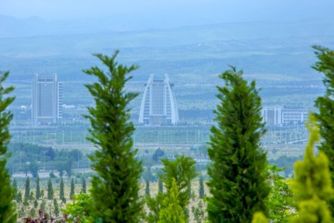 Туркменистан запускает масштабную акцию по посадке можжевельника