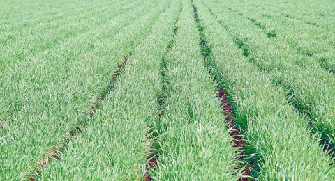 В Балканском регионе усиливают агротехнические работы на пшеничных полях