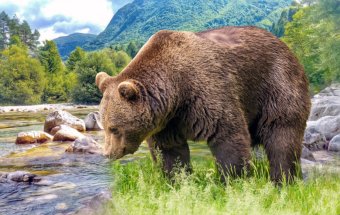 В горных заповедных лесах Туркменистана обосновался бурый медведь