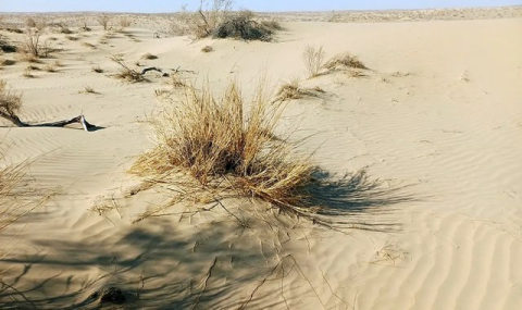 Центр в Ашхабаде поможет Центральной Азии бороться с опустыниванием