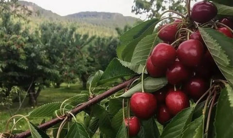 Туркменская черешня впервые поступит на рынки стран СНГ 