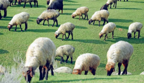 В Туркменистане изучается качество продукции сараджинского овцеводства