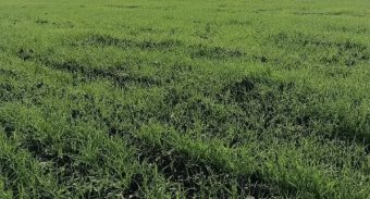  Зелёные просторы будущего урожая озимых на полях Каахкинского этрапа