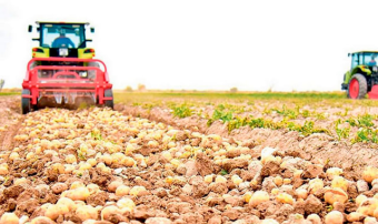 В Балканском велаяте Туркменистана засеяли 1 600 гектаров картофеля