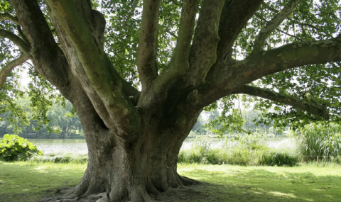 В Ашхабаде сохранилось более 150 вековых деревьев