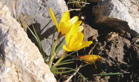 В Койтендаге зацвели горные растения раньше обычного