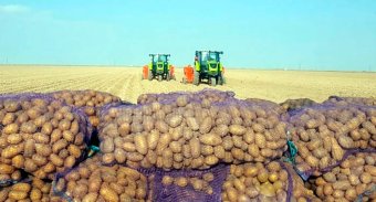 Уборка картофеля в Дашогузском велаяте - успех аграрного сектора Туркменистана