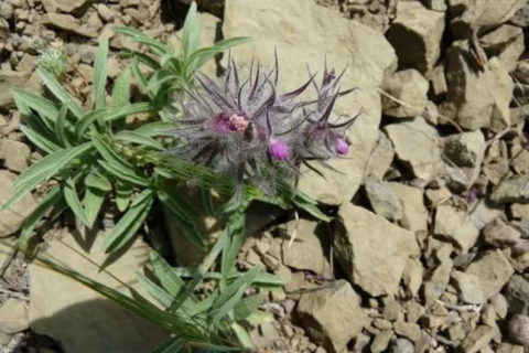 Туркменский чистец и его целебные свойства