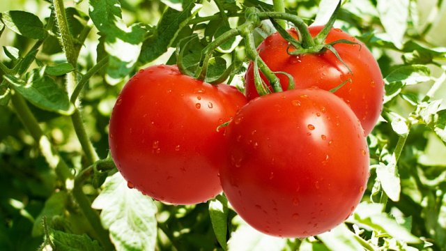 na-torgah-gtsbt-obshaya-summa-sdelok-sostavila-svyshe-7-millionov-763-tysyac-dollarov-ssha