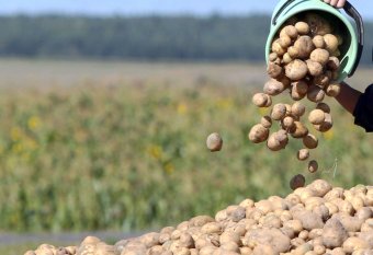 Лебапские аграрии насыщают рынок Туркменистана продовольственной продукцией