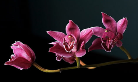 В Китае создали светящиеся растения