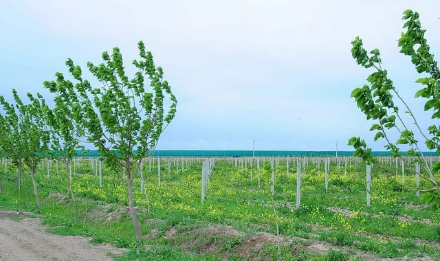 na-torgah-gtsbt-obshaya-summa-sdelok-sostavila-svyshe-7-millionov-763-tysyac-dollarov-ssha