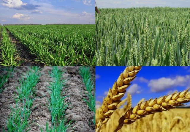 na-torgah-gtsbt-obshaya-summa-sdelok-sostavila-svyshe-7-millionov-763-tysyac-dollarov-ssha