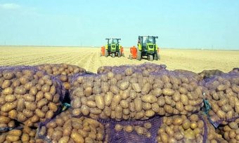 В Туркменистане картофель один из распространённых овощных культур
