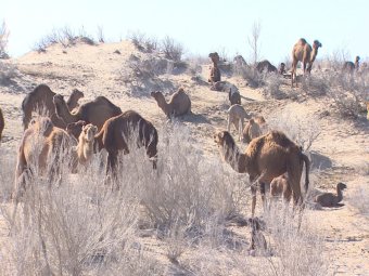 В хозяйстве «Сакарчага» зафиксированы рекордные показатели приплода верблюжат