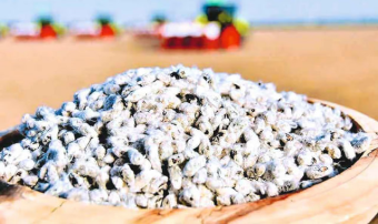 Хлопчатник Дашогуза обеспечен качественными семенами для посевной