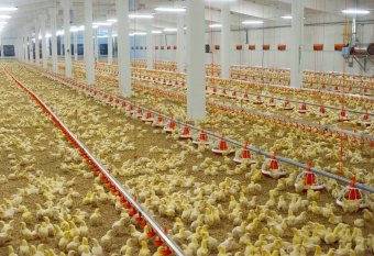 В Туркменистане в Балканском велаяте открылся современный инкубаторный центр