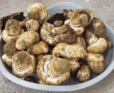 После дождей жители Туркменистана продолжили сезон сбора грибов