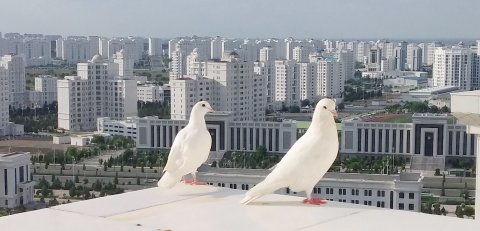 Желающим окунуться в сказки стоит посетить шоурум-галерею Арт-Базар в Ашхабаде
