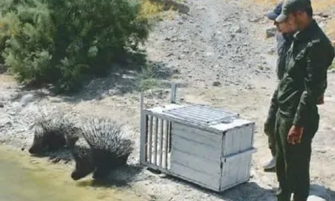 В Копетдагском заповеднике в природу выпустили двух дикобразов