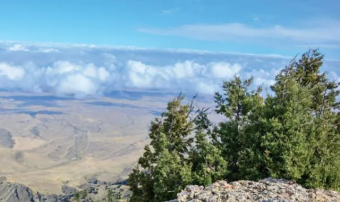 Эфиромасличные растения Туркменистана: балханская полынь