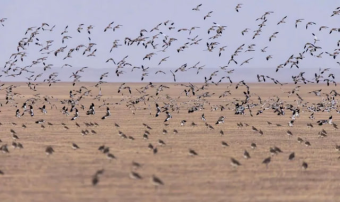 Восточный Туркменистан сохраняет редкую кречетку