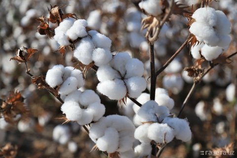 Дашогузская фабрика «Serdar» усиливает позиции на международном рынке 