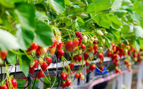 Туркменская продукция «Tudana» вышла на рынок ОАЭ