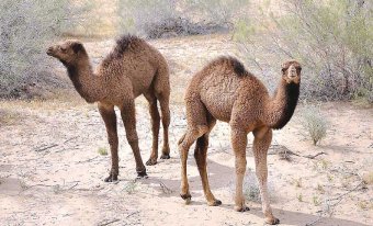 Хозяйство «Jeýhun» Саятского этрапа готово к зимовке верблюдов